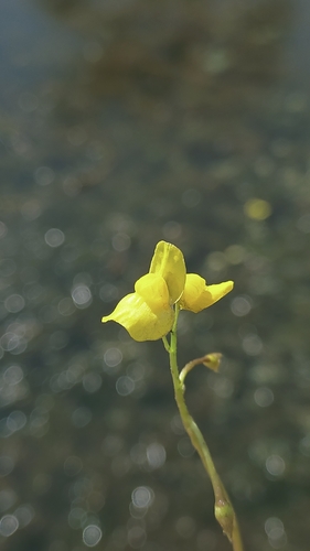 Golden Bladderwort