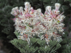 Paranomus tomentosus