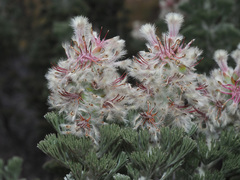 Paranomus tomentosus