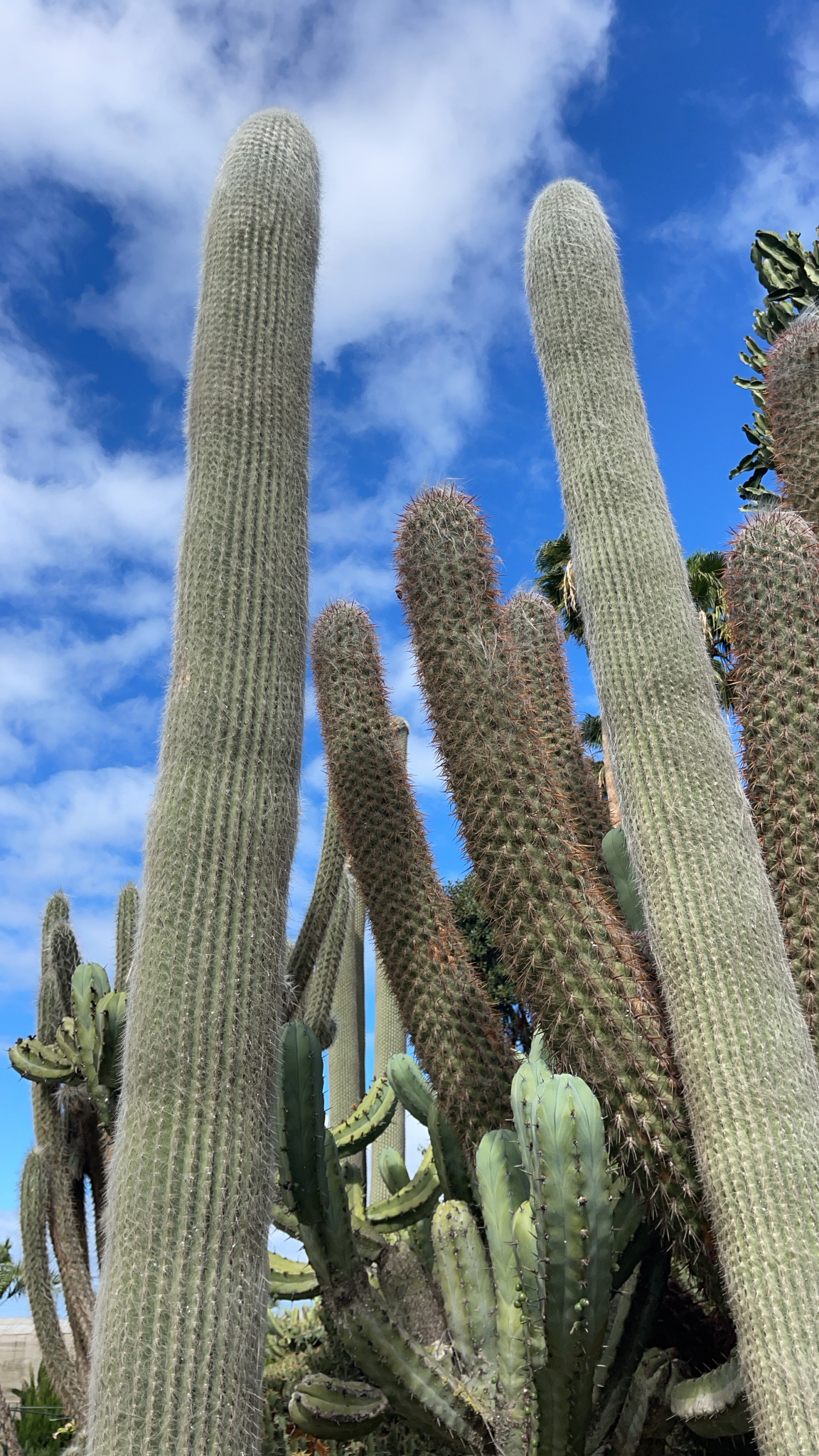 Old man cactus