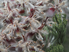 Paranomus tomentosus