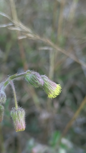 Blumea oxyodonta