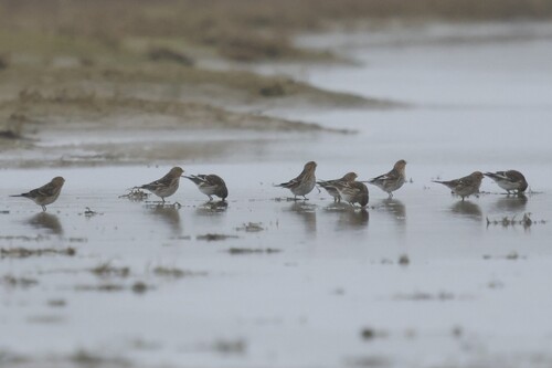 Twite, De Cocksdorp, Netherlands, photo 9 of 10