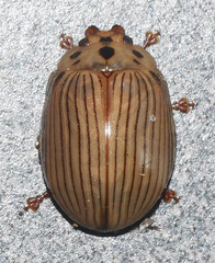 Paropsisterna intacta