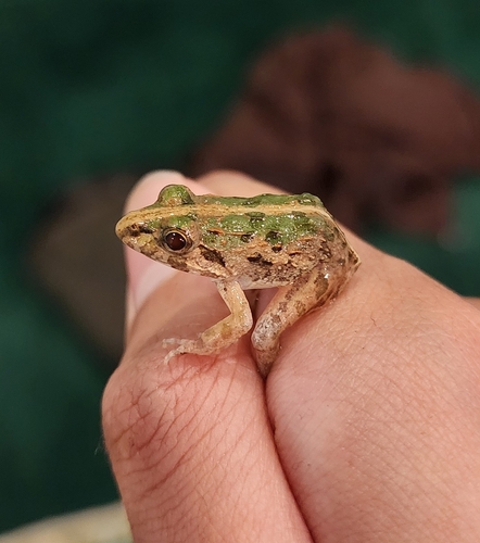 Fejervarya limnocharis