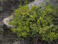 Thesium ericifolium