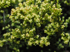 Thesium ericifolium