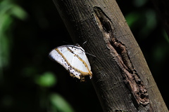Polyura nepenthes