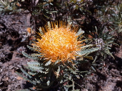 Banksia stuposa
