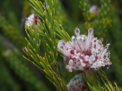 Sorocephalus lanatus