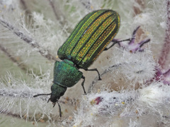 Melyris interstitialis