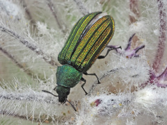 Melyris interstitialis