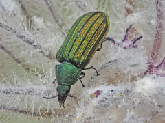 Melyris interstitialis