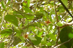 Clusia nemorosa, photograph author not stated, no rights reserved