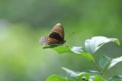 Euripus nyctelius
