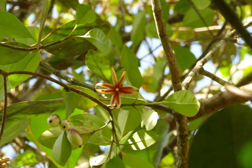 Clusia nemorosa, photograph 4