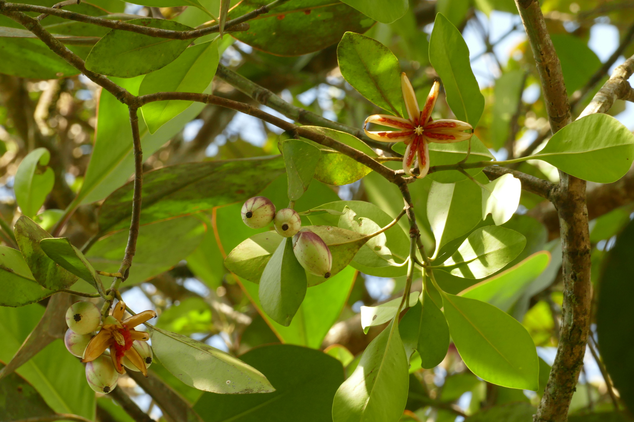 Clusia nemorosa