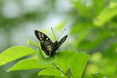 Euripus nyctelius