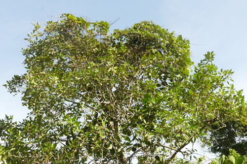 Clusia nemorosa, photograph 1