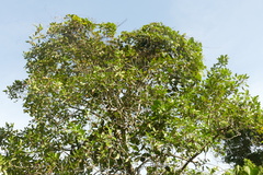 Clusia nemorosa, photograph author not stated, no rights reserved