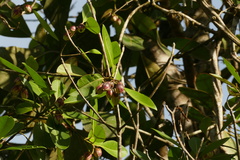 Clusia nemorosa, photograph author not stated, no rights reserved