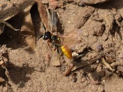 Philanthus triangulum diadema