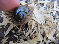 Stanisicarion freycineti