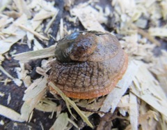 Stanisicarion freycineti