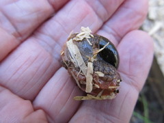 Stanisicarion freycineti