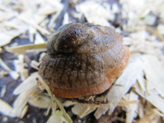 Stanisicarion freycineti