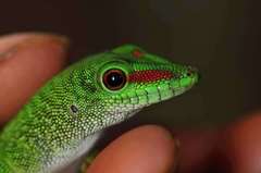 Phelsuma grandis
