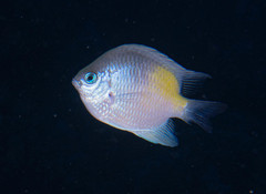 Yellowfin Damsel photo 3