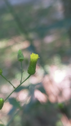Blumea virens