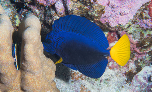 Purple Tang
