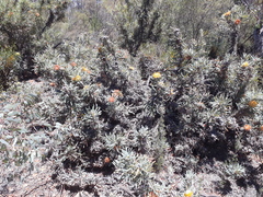 Banksia stuposa