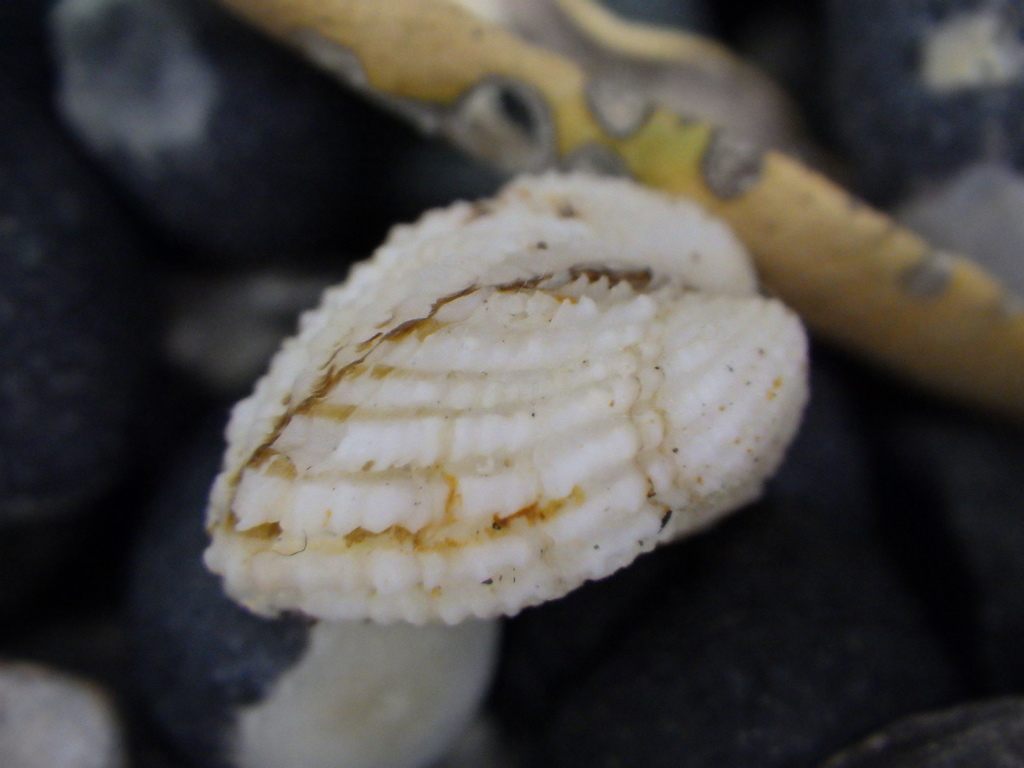 Pouchclams