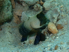 Cryptocentrus cinctus