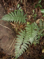 Polystichum silvaticum