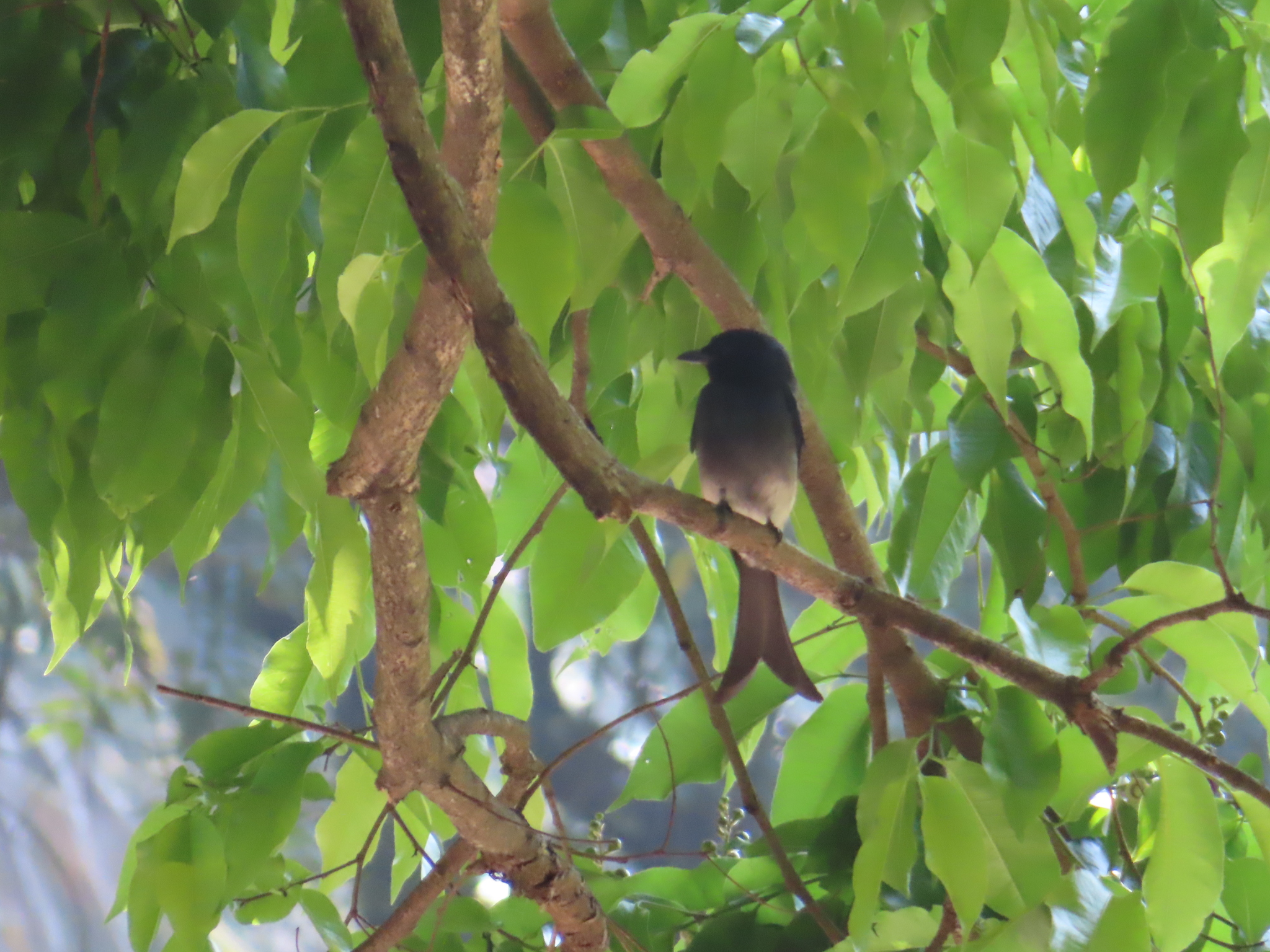 White-bellied Drongo (Dicrurus caerulescens), photo 3