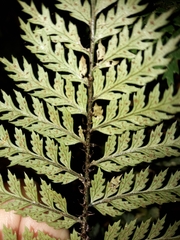 Polystichum silvaticum