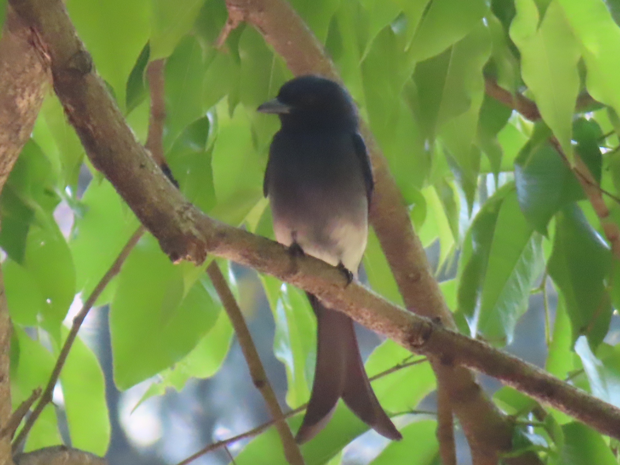 White-bellied Drongo (Dicrurus caerulescens), photo 4