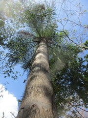 Acrocomia intumescens