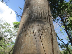 Acrocomia intumescens