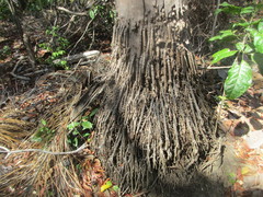 Acrocomia intumescens