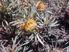 Banksia stuposa