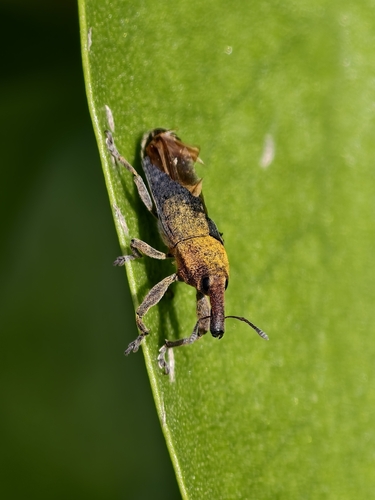 Lixus linearis
