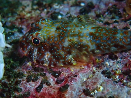 Redhead clingfish (Arcos erythrops) — Gobiesocidae — 2