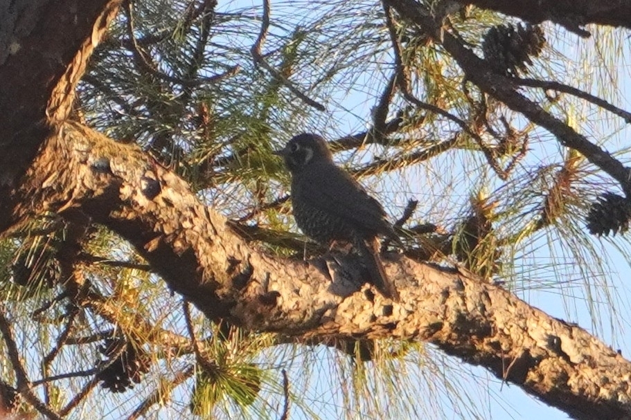 Chestnut-bellied Rock Thrush (Monticola rufiventris), photo 2