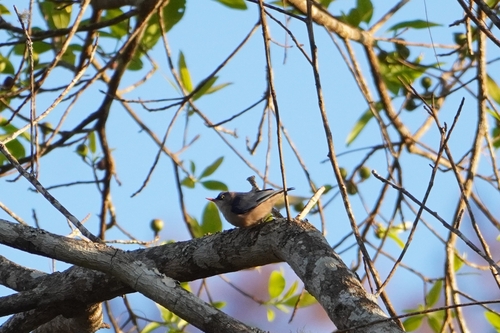 Velvet-fronted Nuthatch (Sitta frontalis), photo 10