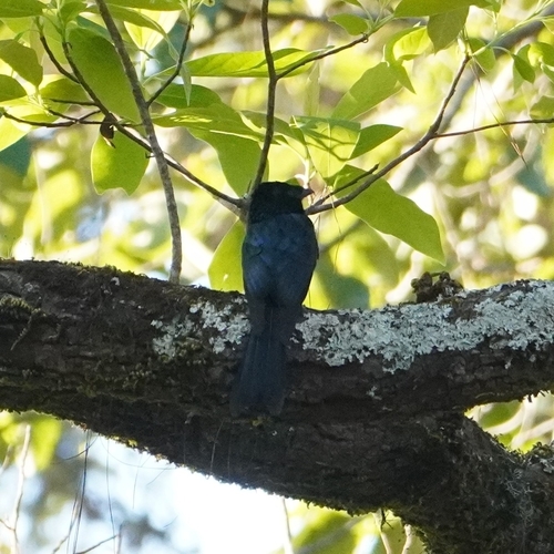 Lesser Racket-tailed Drongo (Dicrurus remifer)